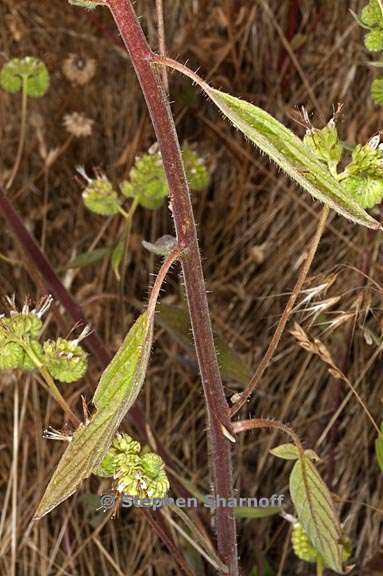 phacelia imbricata ssp imbricata 6 graphic